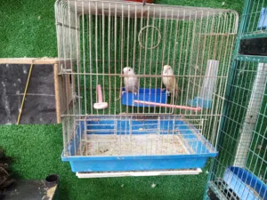 جوز عصافير روز للبيع سعر 27