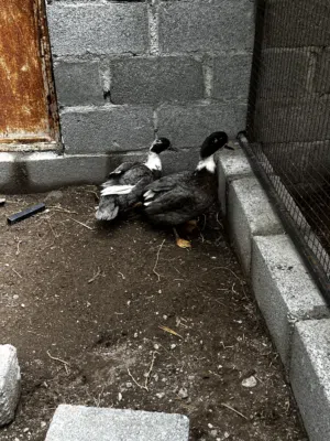 زوج بط للبيع