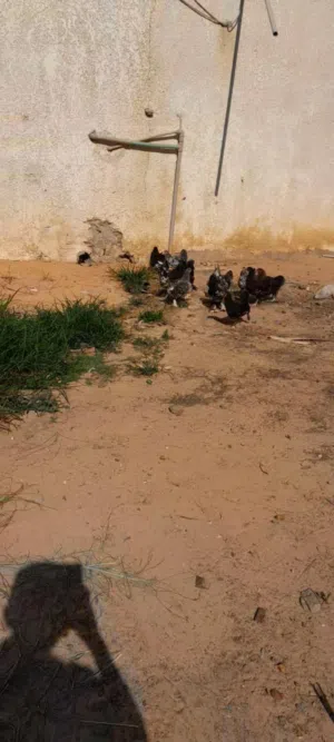 فلاليس عربي مضروب على البراهما