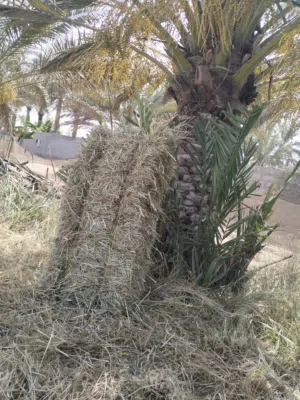 حشيش نعيم ويريد ربط ممتازة....