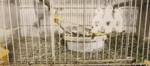 زوج كوكتيل امايات