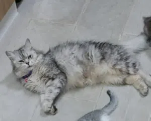 قطة شيرازية للتبني