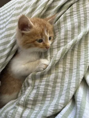 Baby cat FREE 1 month