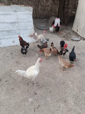 دجاج عرب اصلي للبيع الزوج 30 الوصف مهم