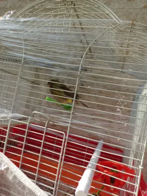 مطلوب طيره جوليستر