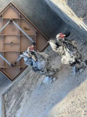 موجود زوز فراريج براهمي فولي العمر 3 اشهر و دجاجة سبرايت انيق العمر شهرين