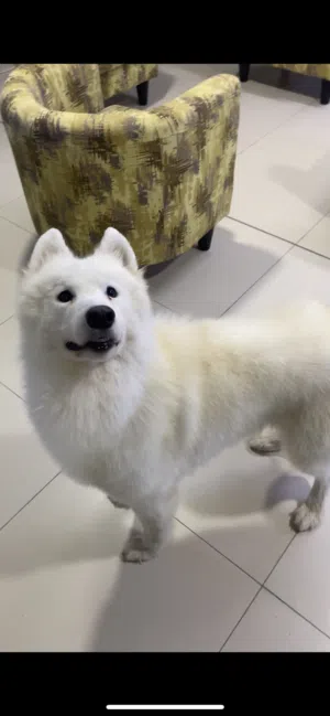 samoyed With FCI Pedigree top quality Male