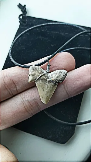 rare shark tooth fossil necklace for men