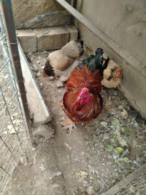 بيض باكستاني وبراهمه