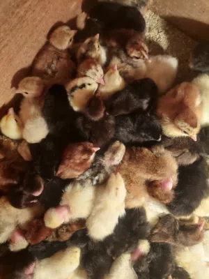 يتوفر فروخ بحريني بكميات