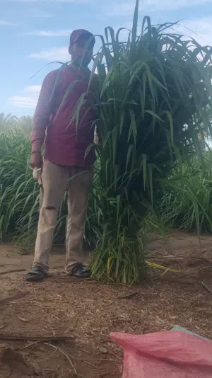 بونيكام باللاين وبالربطه