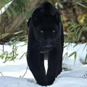 فراس ذيب