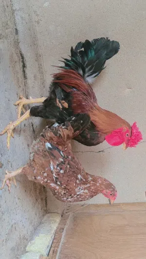 متاح ديج ودجاجه