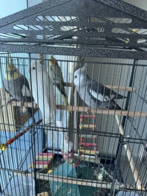 4 طيور كوكتيل مع القفص ( 4 cockatiel with cage )