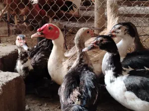 للبيع بط مصري منتجات