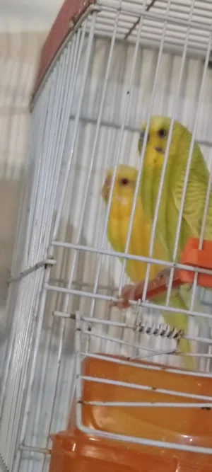 السلام عليكم كوبيه ربي يبارك سعر كزيوني