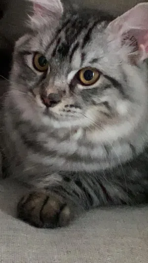2 Persian cats available for adoption