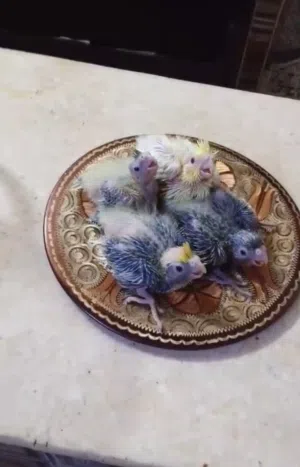 4 افراخ كوكتيل بصحه جيده جاهزات للتربيه