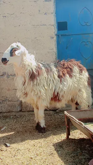 للبيع كباشه سمان ما شاء الله