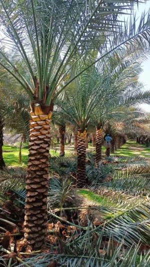 Date palm _ نخلة التمر