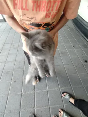 قطه شيرازيه