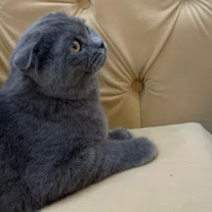 انثى سكوتش فولد بلو 70ریال، الوصف مهم جدا جدا ، السعر قابل للجادين فقط