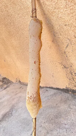عسل سدر مع لعتم