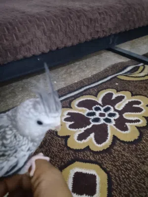 عصافير كوكتيل