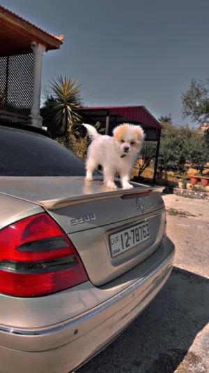 جرو مالتيز ذكر