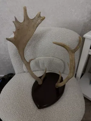 قرن غزال طبيعي مع خشب طبيعي