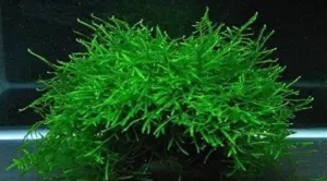 نبات موس لأحواض السمك (Java Moss)