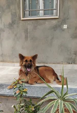 German Shepherd0