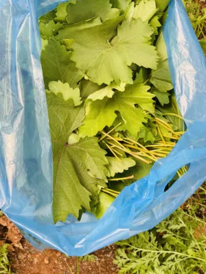 دوالي سوادي