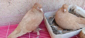 حمام رواعب صفر للبيع زوجين