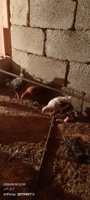عتاتيق عمر 3 شهور  واسبوع