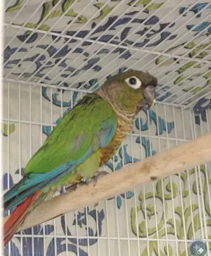 Green Chick Conure pair
