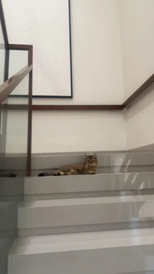 قطة سكوتش ستريت
