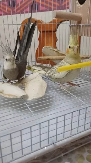 طيور كوكتيل للبيع