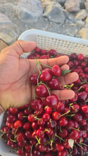 السلام عليكم ورحمة الله وبركاته   يوجد لدينا فواكه الجبل الأخضر