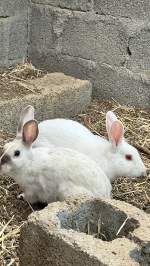 للبيع زوج ارانب عمانيات
