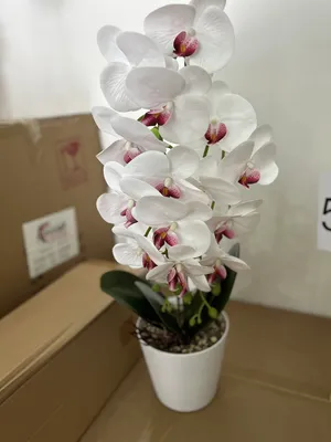 Artificial Plants . New0