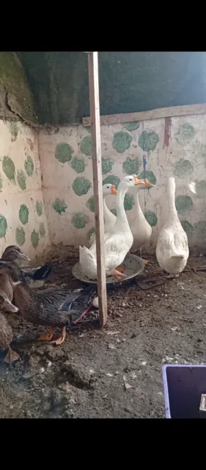 بط  وبش بري البيع