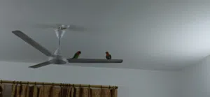 للبيع طيرين  بسعر مناسب