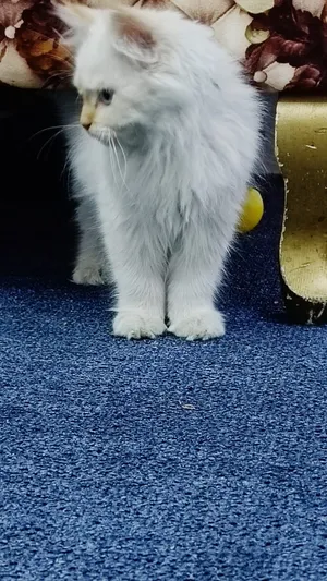 Persian Cat white