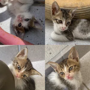 قطط للتبني