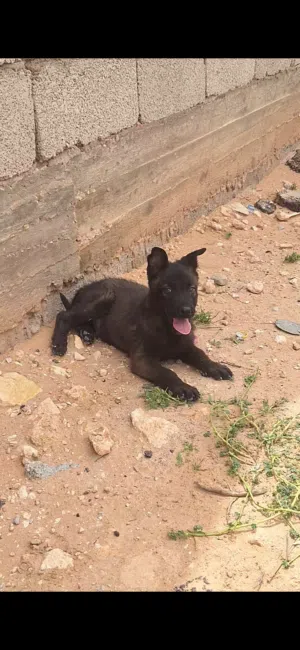 جرو مالينوا مكسيكي حاجه الله يبارك تخنيجه شراسه ومعاه كتيب ومطعم العمر 3 شهور للبيع