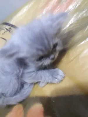 قط شيرازي للبيع