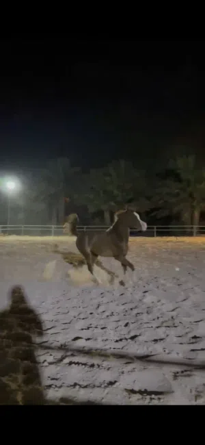مهر عربي أصيل (عساف أم) حفيد البطل EXXALT - واصل بدم ملكي