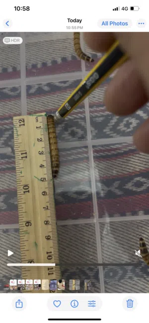 عتل الحجم الكبير للبيع