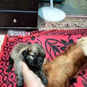 ‏أخرى‏2